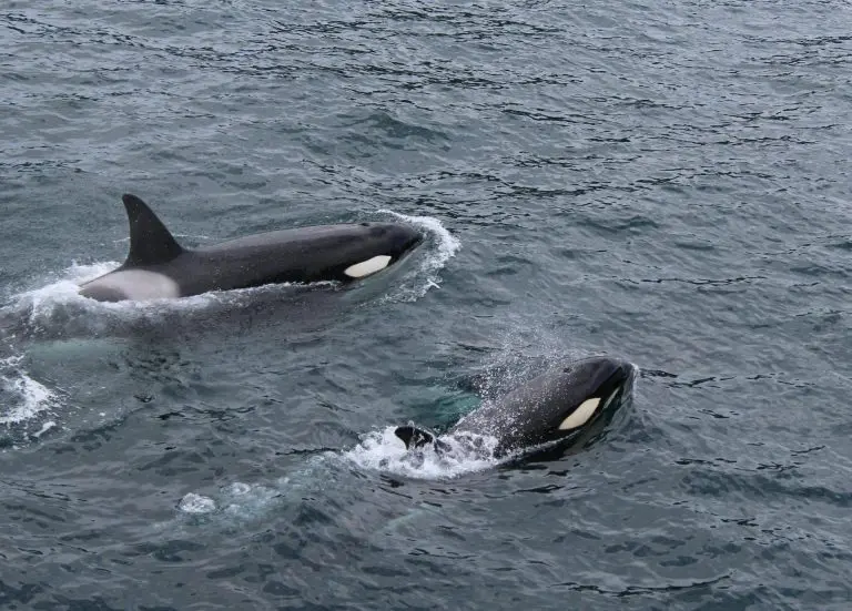 Orcas Off the Northumberland Coast: A Rare and Thrilling Sight Near the Farne Islands